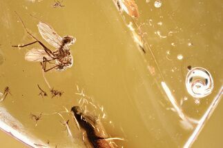 Detailed Fossil True Midge (Chironomidae) & Enhydro in Baltic Amber #381491