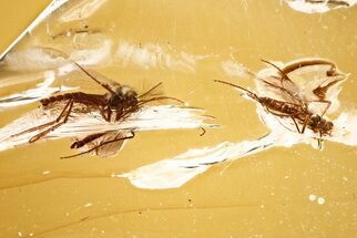 Two Detailed Fossil True Midges (Chironomidae) in Baltic Amber #381498