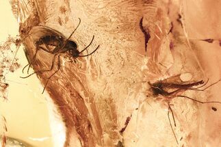 Fossil Dark-Winged Fungus Gnat and True Midge in Baltic Amber #381499