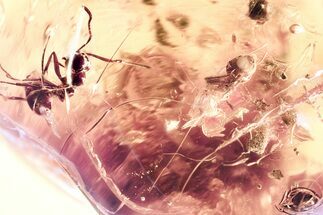 Detailed Fossil Beetle, Ants, and Coprolites in Baltic Amber #381509