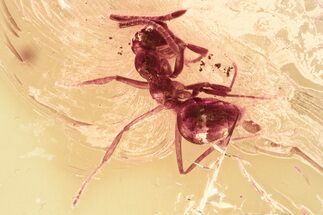 Detailed Fossil Ant (Formicidae) In Baltic Amber #381514