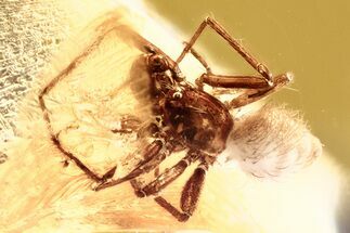 Detailed Fossil Spider (Araneae) In Baltic Amber #381518