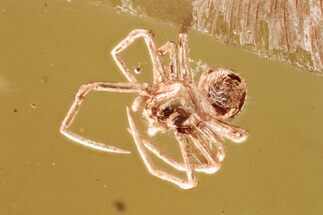 Detailed Fossil Spider (Araneae) In Baltic Amber #381520