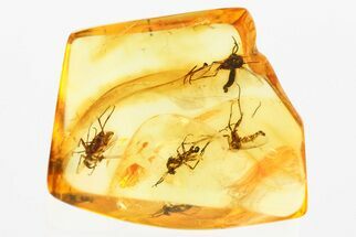 Four Detailed Fossil Fungus Gnats (Mycetophilidae) in Baltic Amber #381496