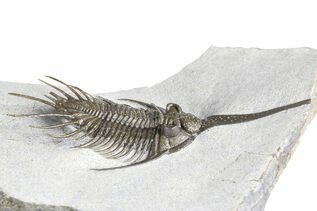 Premium Specimens For Sale