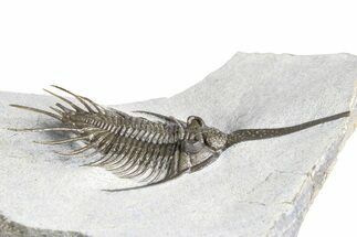 Rare, Psychopyge Termierorum Trilobite - Ofaten, Morocco #381553
