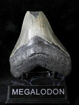 Megalodon Tooth - Feeding Damage To Tip #19969