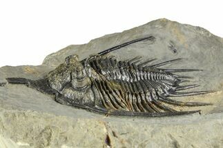 Spiny Psychopyge Trilobite - Short Snout Variant #381561