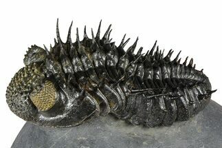 Super Spiny Drotops Armatus Trilobite - Morocco #381563