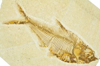 Detailed Fossil Fish (Diplomystus) - Wyoming #379490