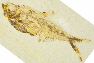 Detailed Fossil Fish (Diplomystus) - Wyoming #379493