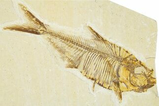 Detailed Fossil Fish (Diplomystus) - Wyoming #379503