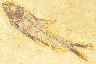Detailed Fossil Fish (Knightia) - Wyoming #379518
