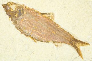 Detailed Fossil Fish (Knightia) - Wyoming #379531