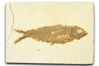 Detailed Fossil Fish (Knightia) - Wyoming #379535