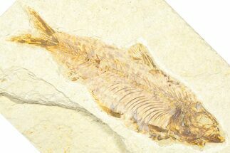 Detailed Fossil Fish (Knightia) - Wyoming #379537