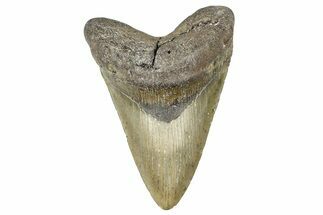 Fossil Megalodon Tooth - North Carolina #381536