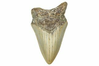 Partial, Fossil Megalodon Tooth - North Carolina #381541