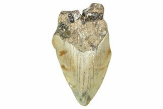 Partial, Fossil Megalodon Tooth - North Carolina #381545