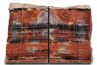 Tall Colorful Arizona Petrified Wood Bookends - Black & Red #382143