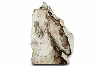 Polished Petrified Wood Stand-Up - Washington #382179