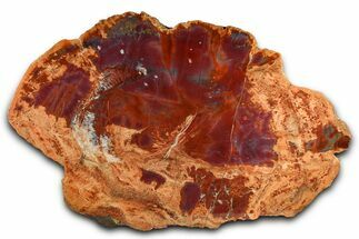 Polished Purple/Red Arizona Petrified Wood End-Cut #382187