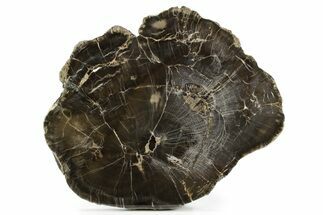 Triassic Petrified Wood (Woodworthia) Round - Dark Preservation #382197