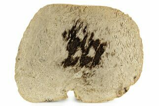 Petrified Palmwood (Palmoxylon) Slab - Louisiana #382205