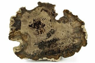 Polished Petrified Wood Slab - McDermitt, Oregon #382212