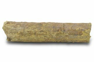 Hadrosaur (Edmontosaurus) Rib Section - Wyoming #381191
