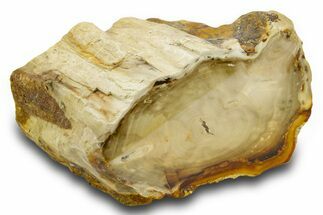 Polished Petrified Wood Limb - Washington #382243