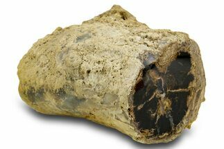 Petrified Wood (Schinoxylon) Limb - Blue Forest, Wyoming #382247