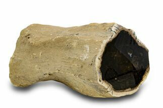 Polished Petrified Wood Limb Section - McDermitt, Oregon #382250