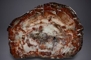 Premium Specimens For Sale