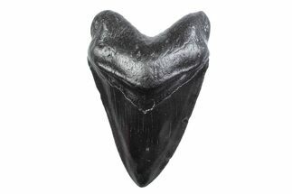 Fossil Megalodon Tooth - South Carolina #378084