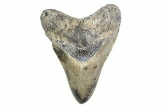 Fossil Megalodon Tooth - North Carolina #378088