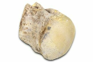 Fossil Mosasaur (Platecarpus) Vertebra - Kansas #382050