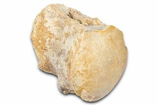 Fossil Mosasaur (Platecarpus) Vertebra - Kansas #382054