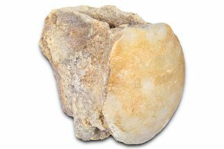 Fossil Mosasaur (Platecarpus) Vertebra - Kansas #382055