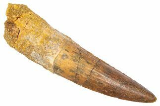 Fossil Spinosaurus Tooth - Real Dinosaur Tooth #382323