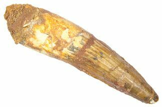 Fossil Spinosaurus Tooth - Real Dinosaur Tooth #382325