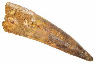 Bargain, Fossil Spinosaurus Tooth - Real Dinosaur Tooth #382328