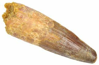 Fossil Spinosaurus Tooth - Real Dinosaur Tooth #382351