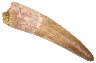 Fossil Spinosaurus Tooth - Real Dinosaur Tooth #382396