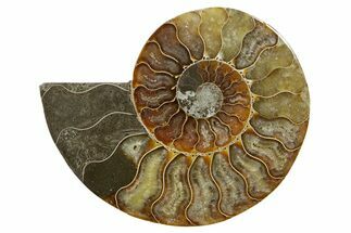 Cut & Polished Ammonite Fossil (Half) - Madagascar #379230