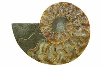 Cut & Polished Ammonite Fossil (Half) - Madagascar #379246