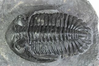 Prone Hollardops Trilobite Fossil - Ofaten, Morocco #381261