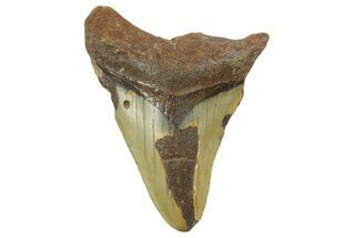 Bargain, Fossil Megalodon Tooth - North Carolina #377056
