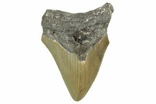Serrated, Juvenile Megalodon Tooth - North Carolina #377058