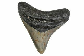 Fossil Megalodon Tooth - North Carolina #379144